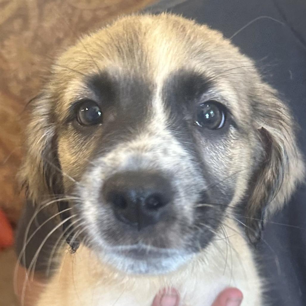Cleat, Adoptable, Puppy Male Great Pyrenees & German Shepherd Dog.