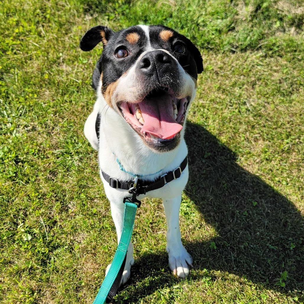 Chevy, Adoptable, Adult Male Hound & Mixed Breed.