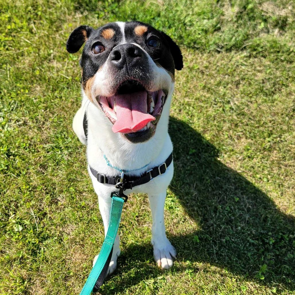 Chevy, a Adoptable mixed breed in Dover, NH image 2/6