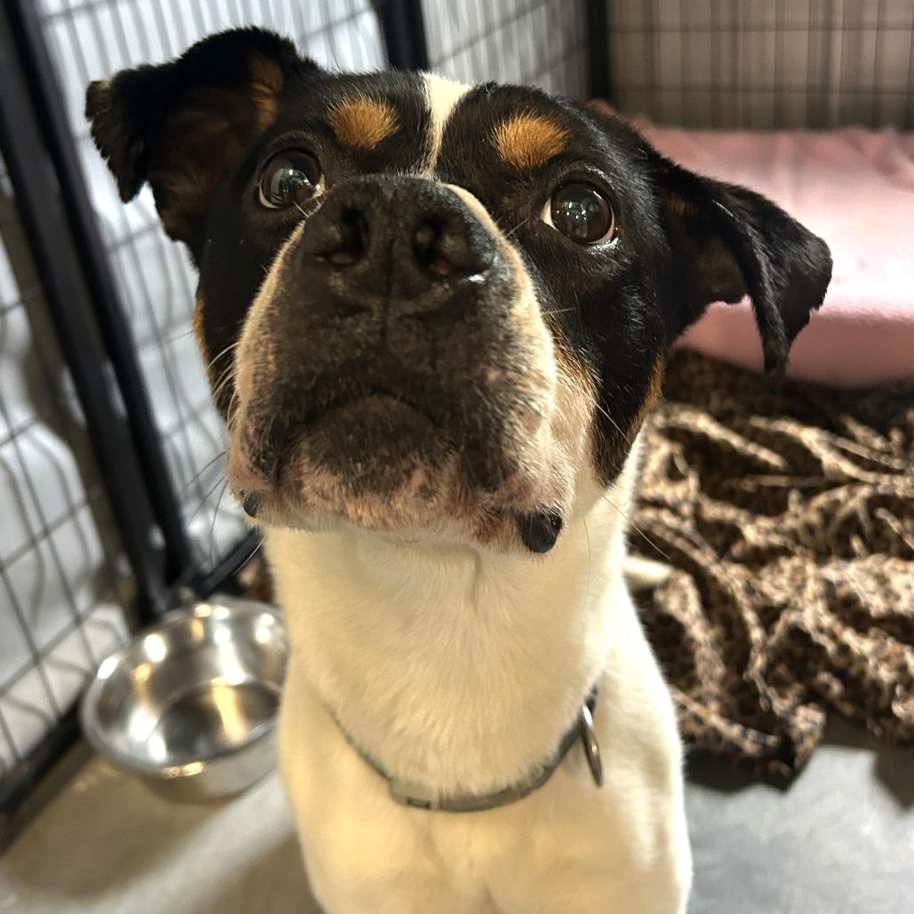 Chevy, a Adoptable mixed breed in Dover, NH image 3/6