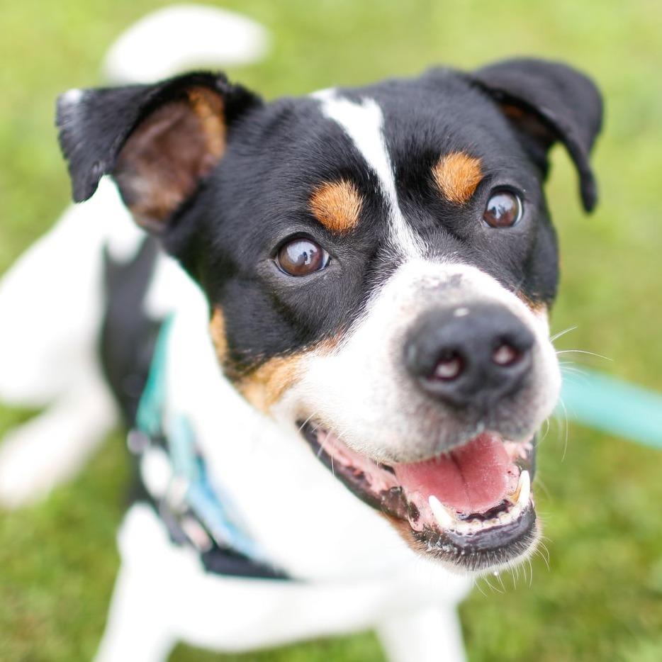 Chevy, a Adoptable mixed breed in Dover, NH image 4/6