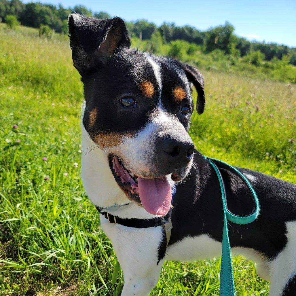 Chevy, a Adoptable mixed breed in Dover, NH image 5/6