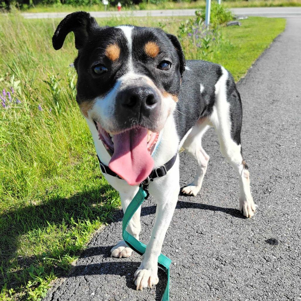 Chevy, a Adoptable mixed breed in Dover, NH image 6/6