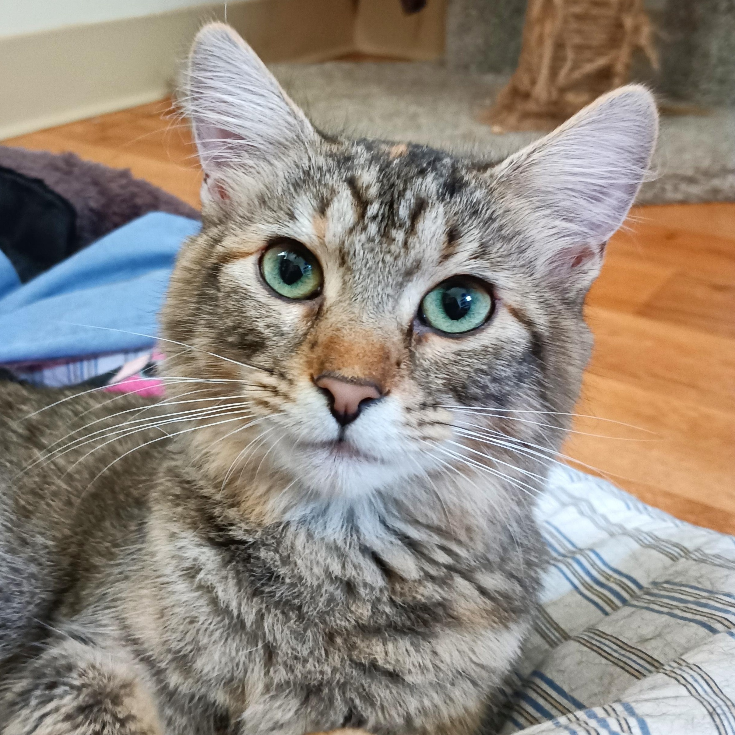 Monica (FeLV+)