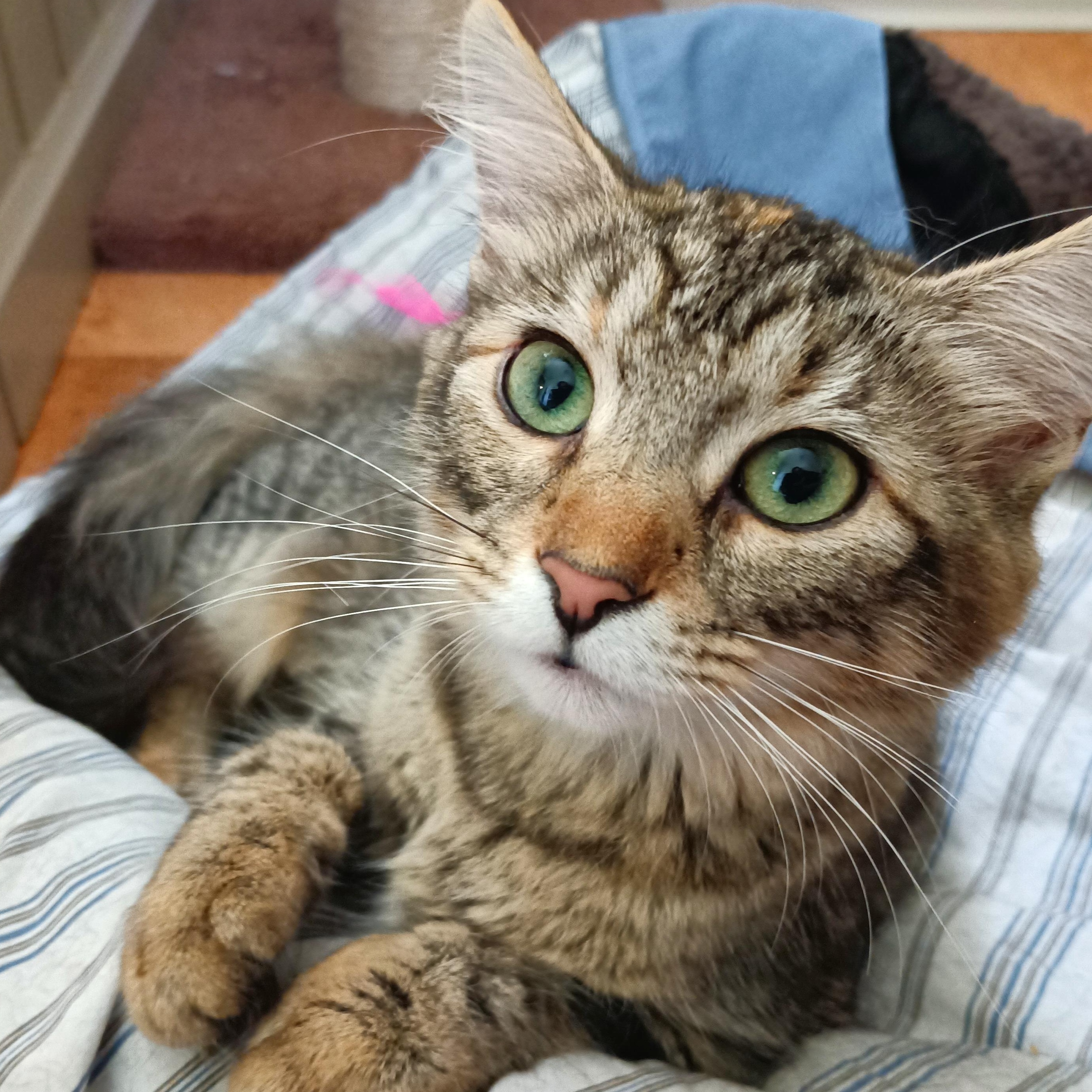Monica (FeLV+) photo 5