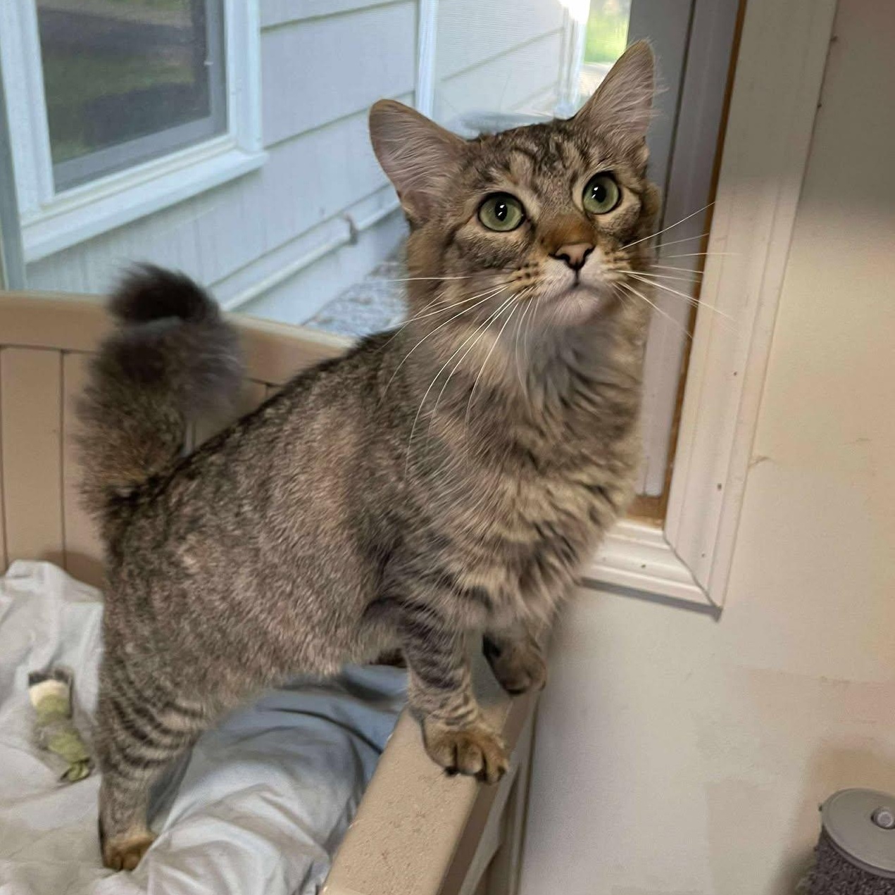 Monica (FeLV+)
