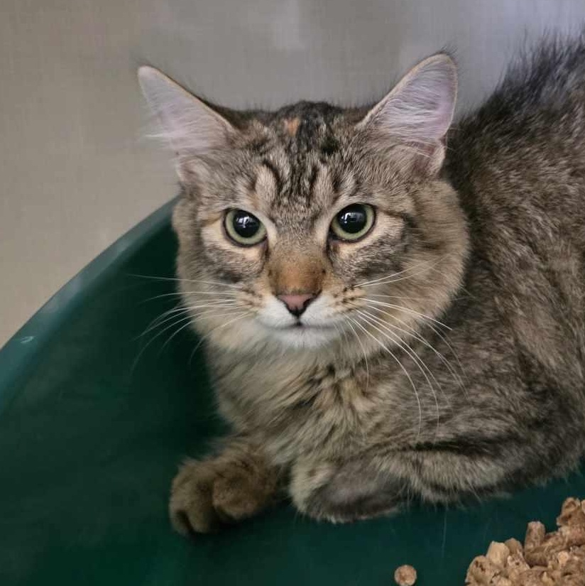 Monica (FeLV+)