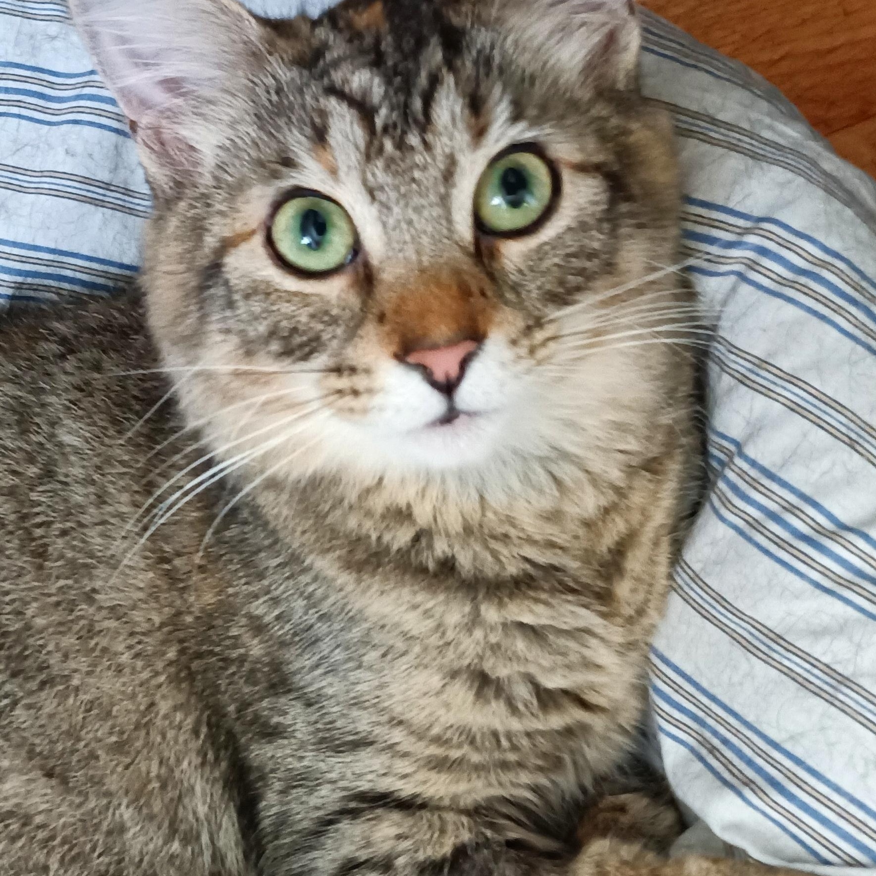 Monica (FeLV+), Young Female Tabby