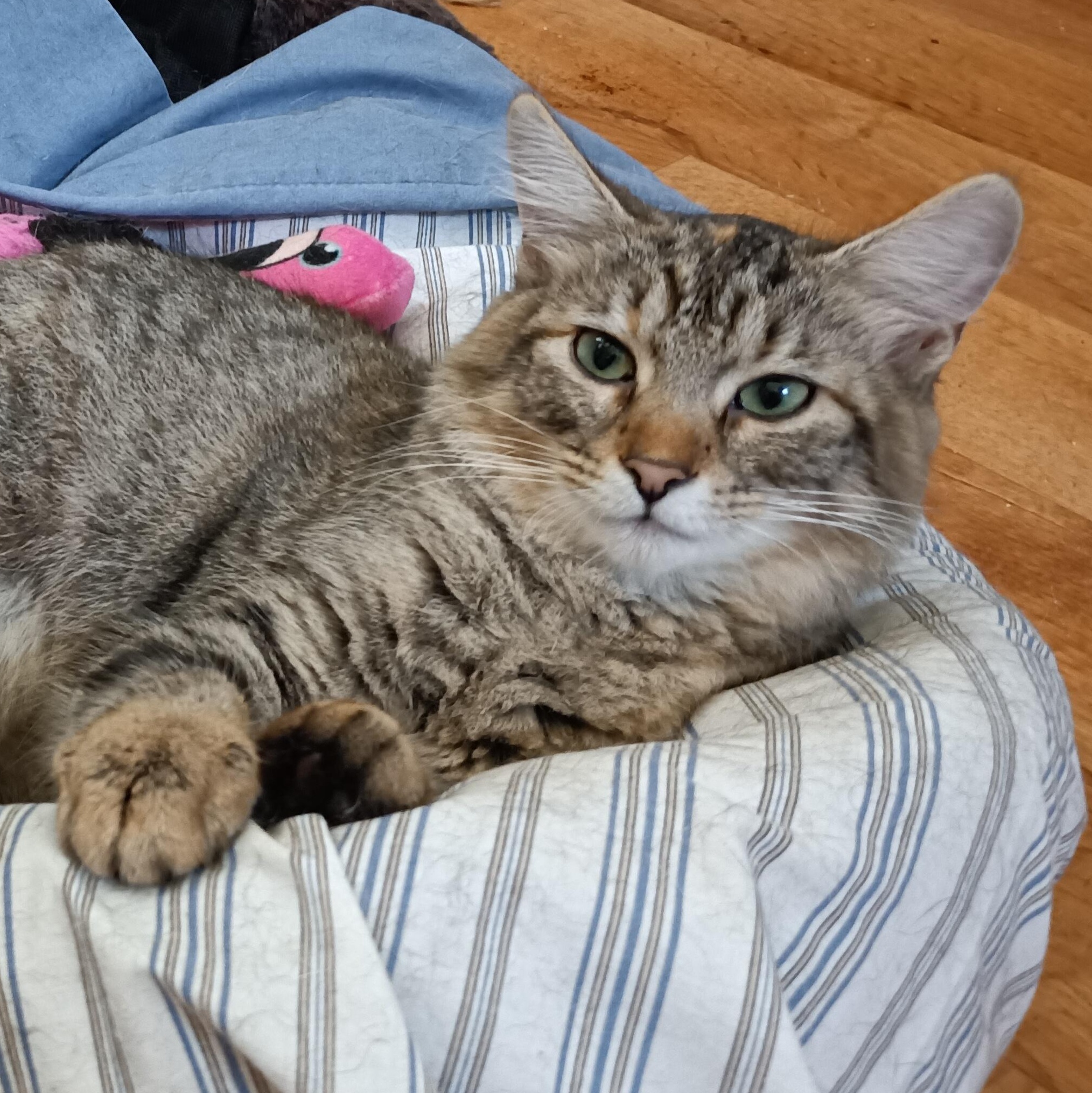 Monica (FeLV+) photo 6