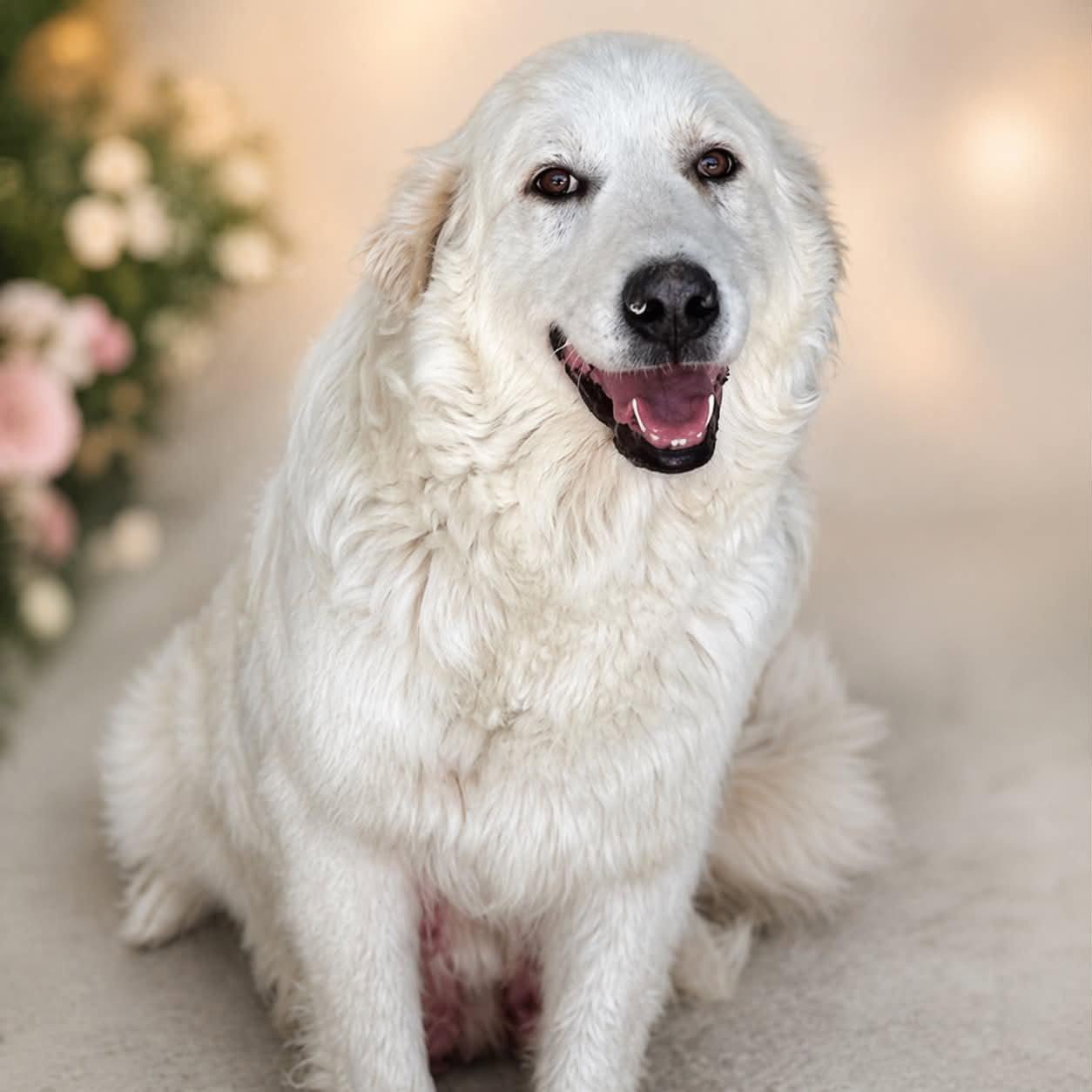 Lady Violet, a Adoptable Great Pyrenees in Denver, CO image 1/2