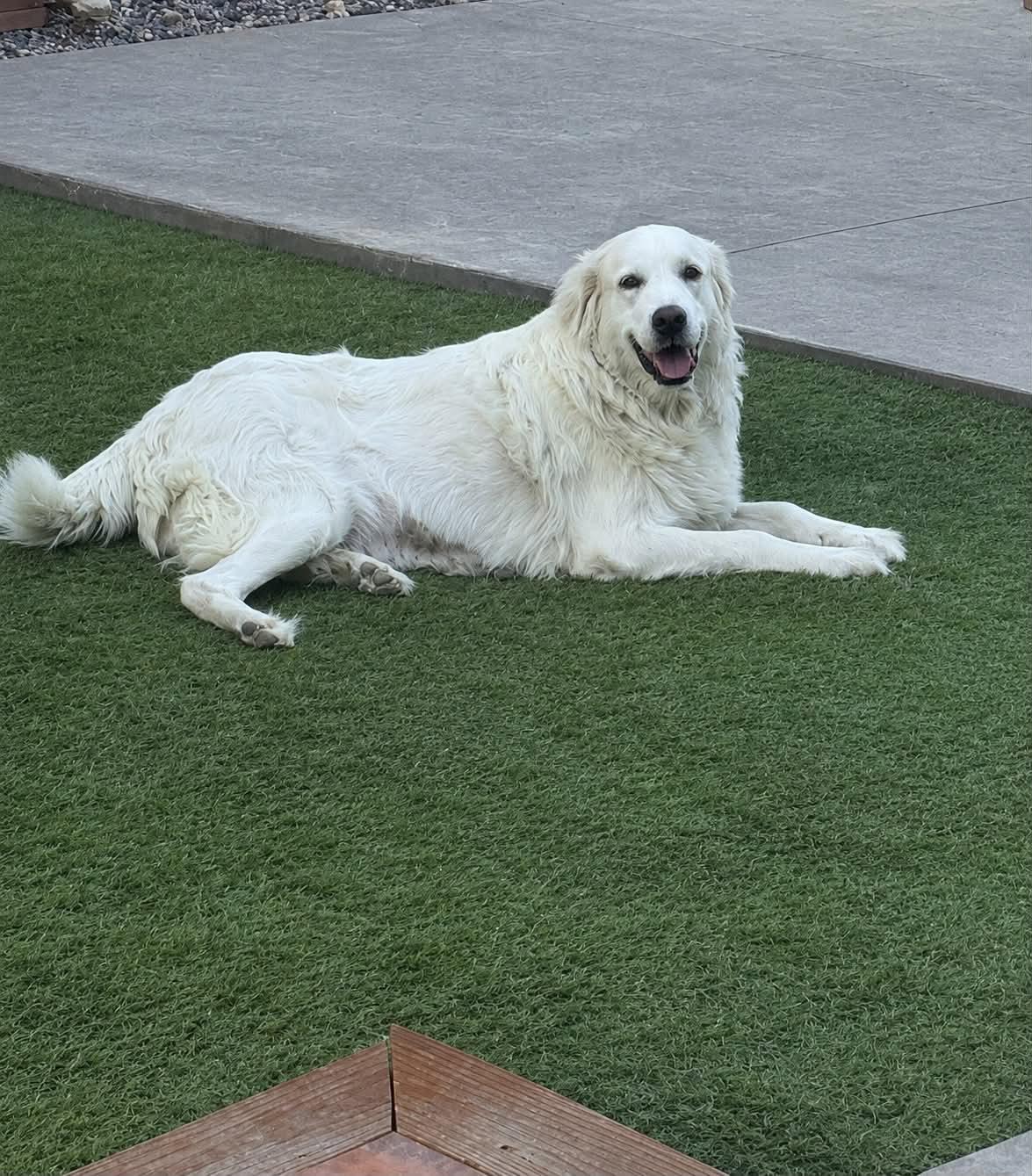 Lady Violet, a Adoptable Great Pyrenees in Denver, CO image 2/2