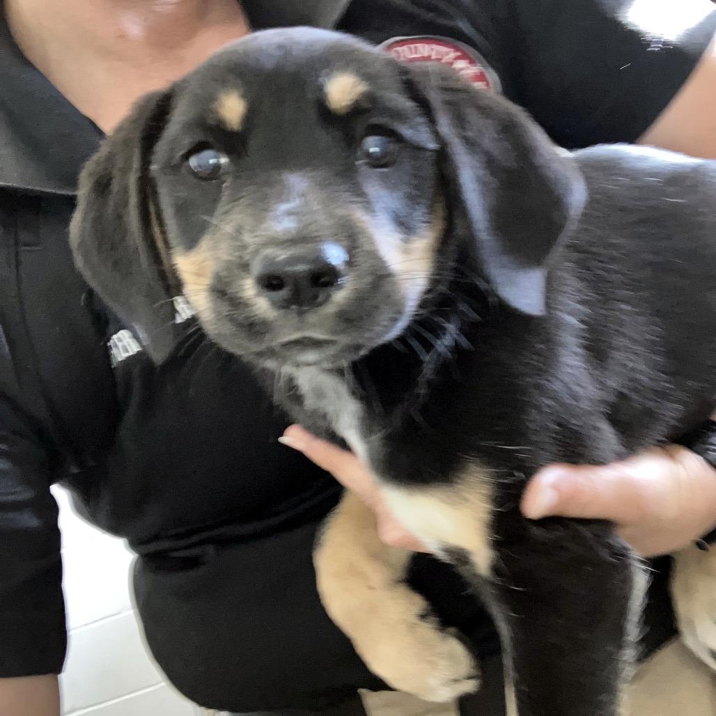 Eleanor, a ADOPTABLE mixed breed in Sulphur, KY image 5/5