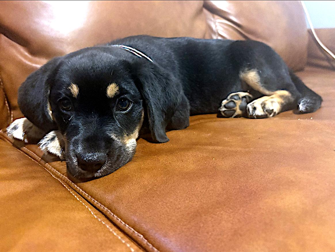 Eleanor, a ADOPTABLE mixed breed in Sulphur, KY image 3/5