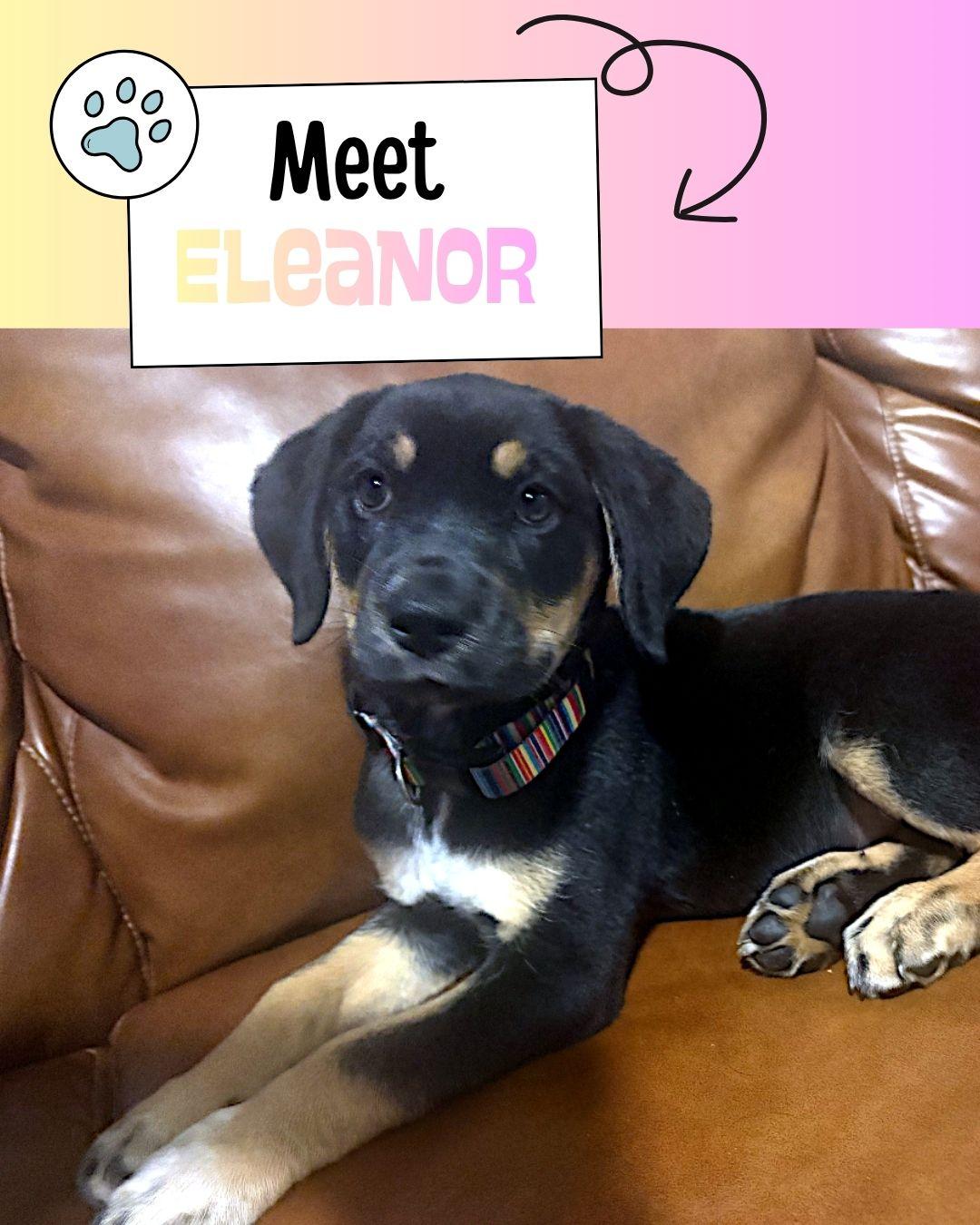 Eleanor, a ADOPTABLE mixed breed in Sulphur, KY image 1/5