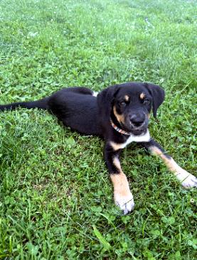 Eleanor, a ADOPTABLE mixed breed in Sulphur, KY image 2/5