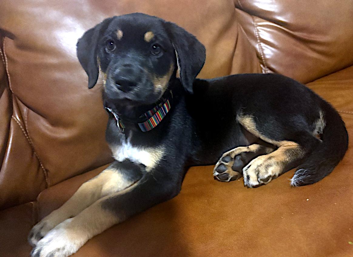 Eleanor, a ADOPTABLE mixed breed in Sulphur, KY image 4/5