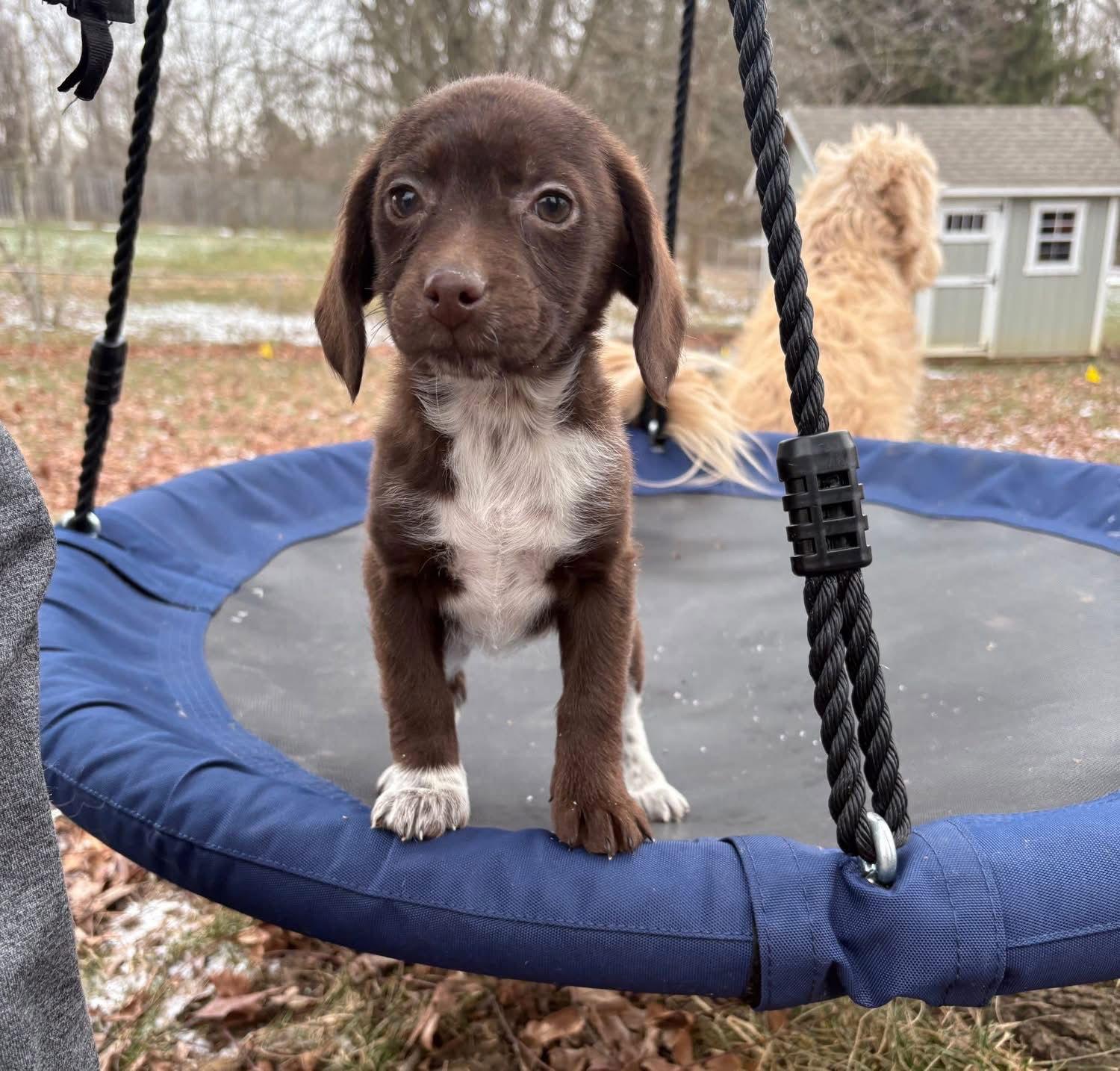 Elphaba, Adopted, Puppy Female Mixed Breed.