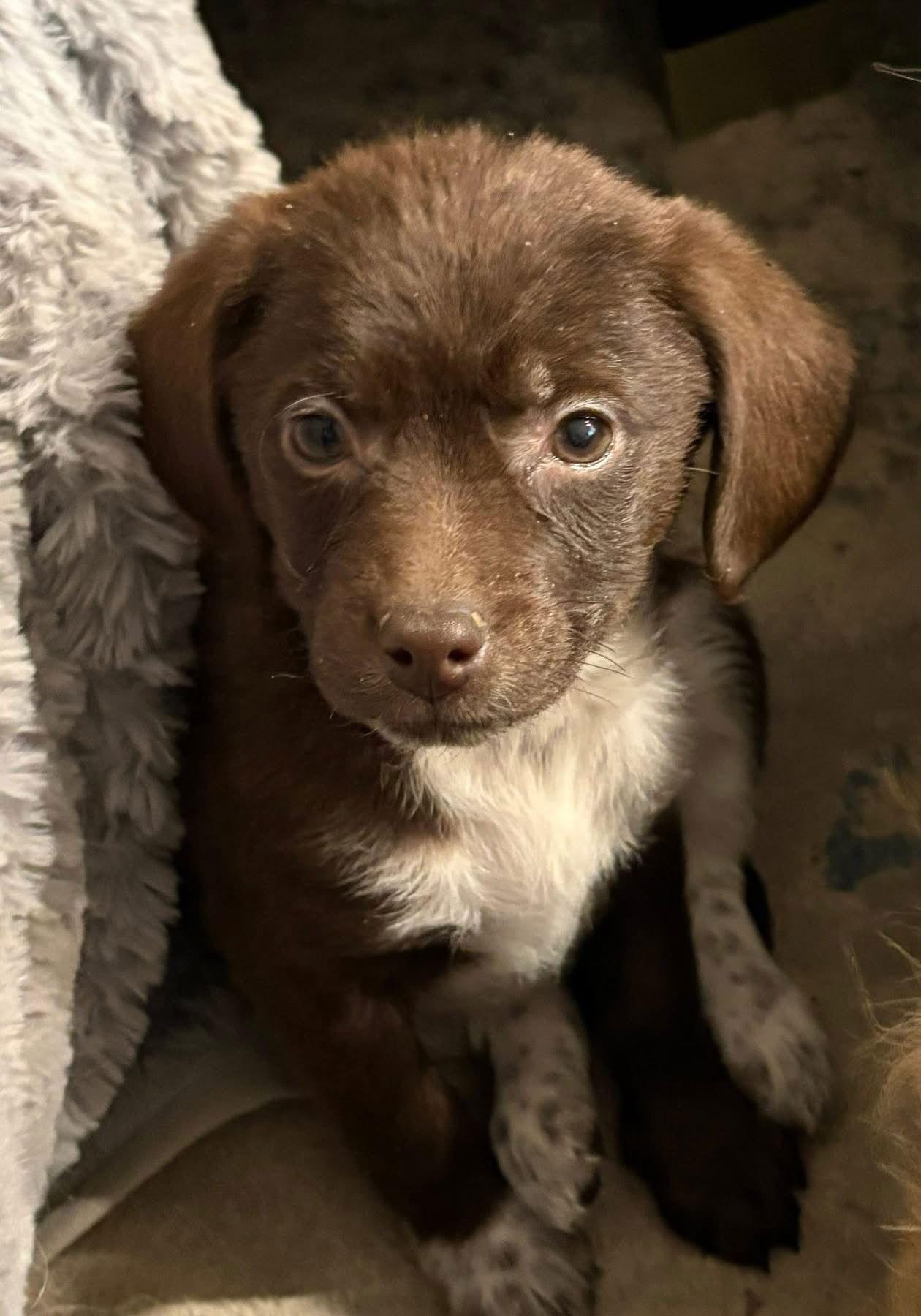 Elphaba, a Adopted Mixed Breed in Germantown, OH image 2/3