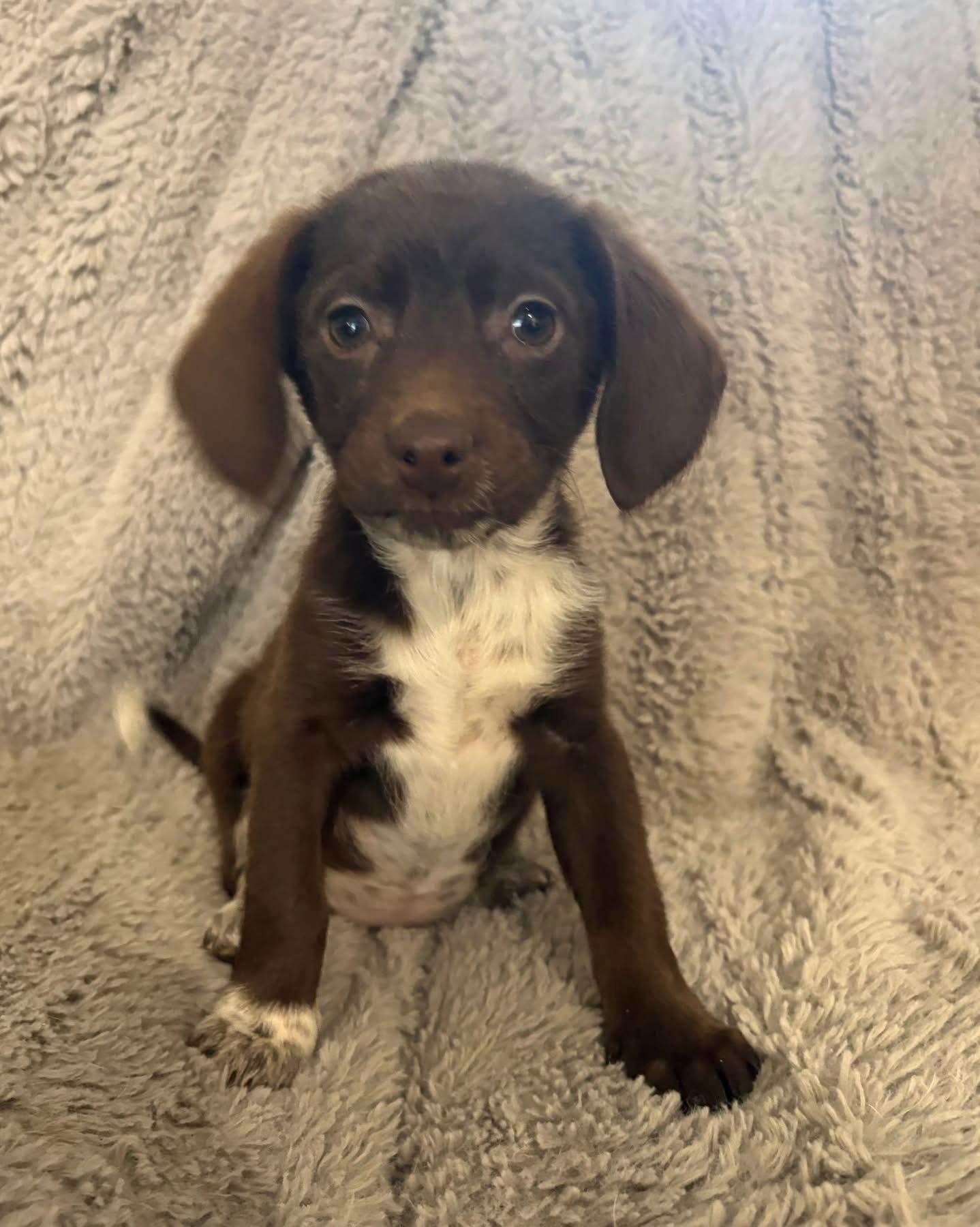 Elphaba, a Adopted Mixed Breed in Germantown, OH image 3/3