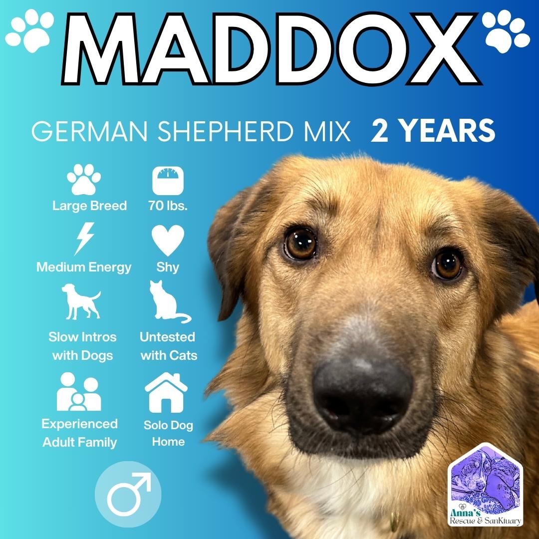Maddox, Adoptable, Adult Male German Shepherd Dog & Labrador Retriever.