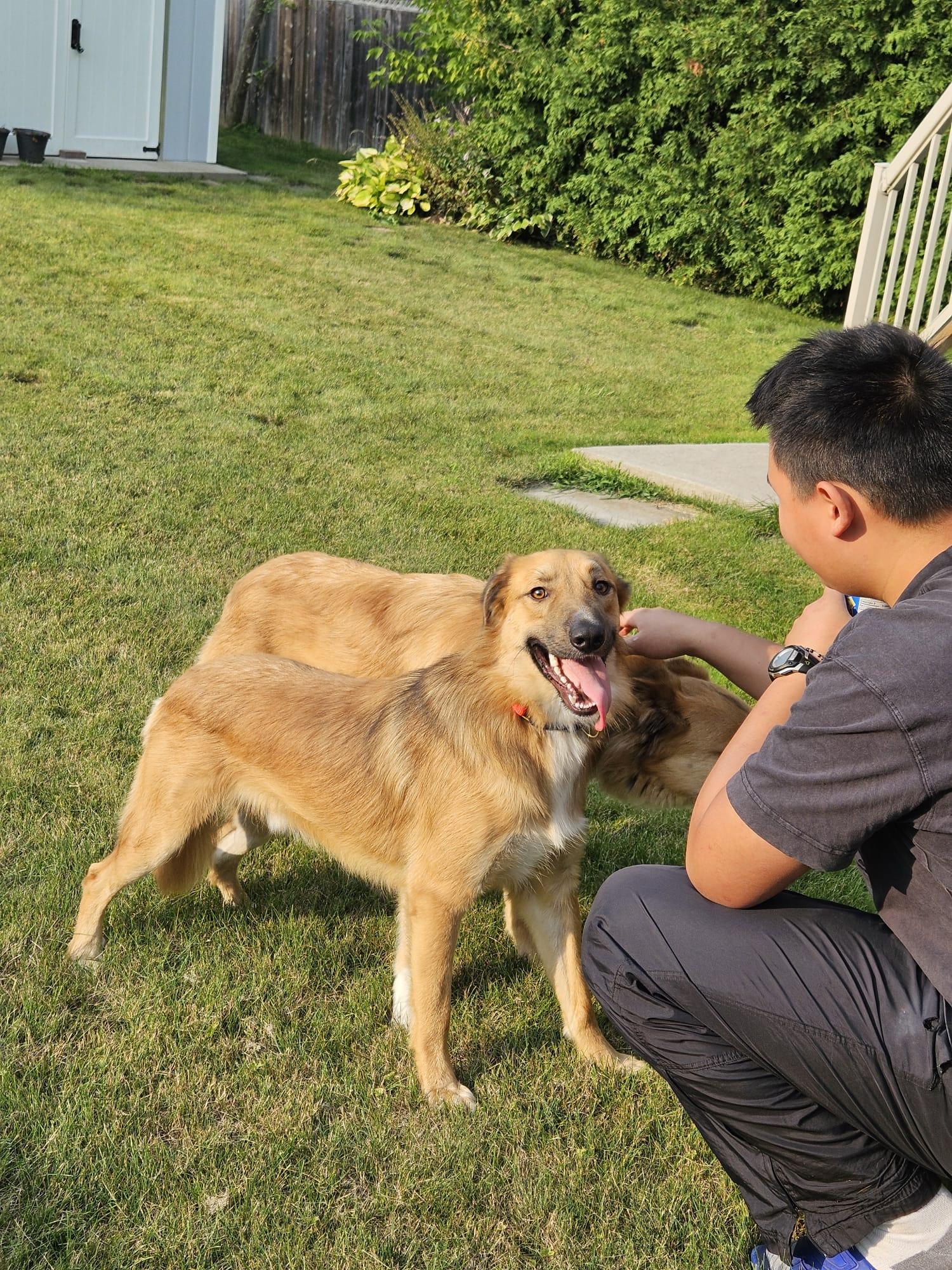 Enlarge Maddox, a Adoptable mixed breed in Aurora, ON image 2/6