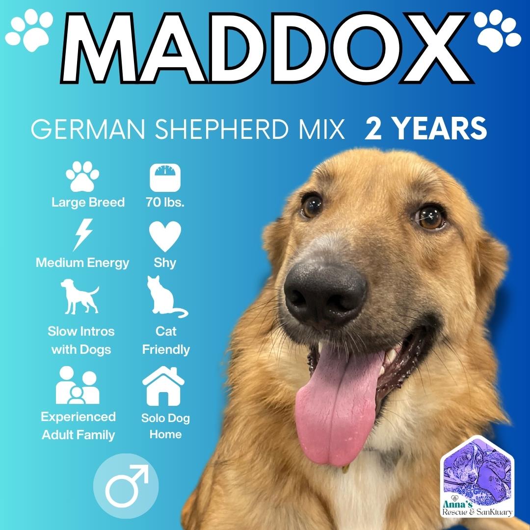 Enlarge Maddox, a Adoptable mixed breed in Aurora, ON image 1/5