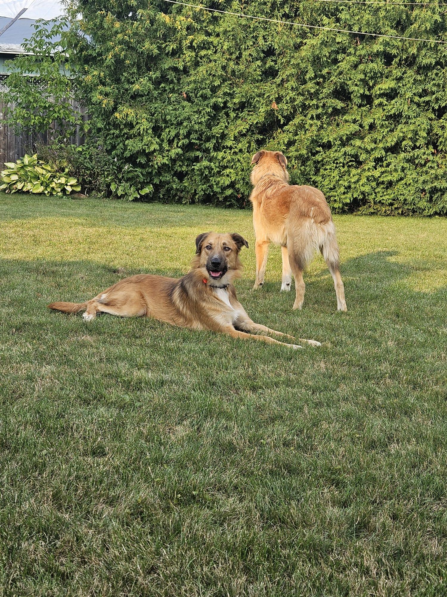 Enlarge Maddox, a Adoptable mixed breed in Aurora, ON image 3/6