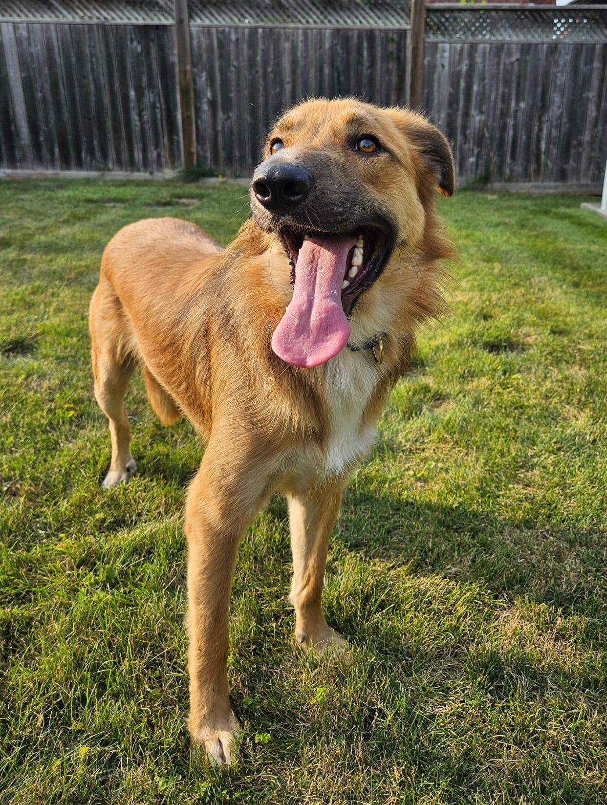 Maddox, an adoptable German Shepherd Dog, Labrador Retriever in Aurora, ON, L4G 1M9 | Photo Image 4