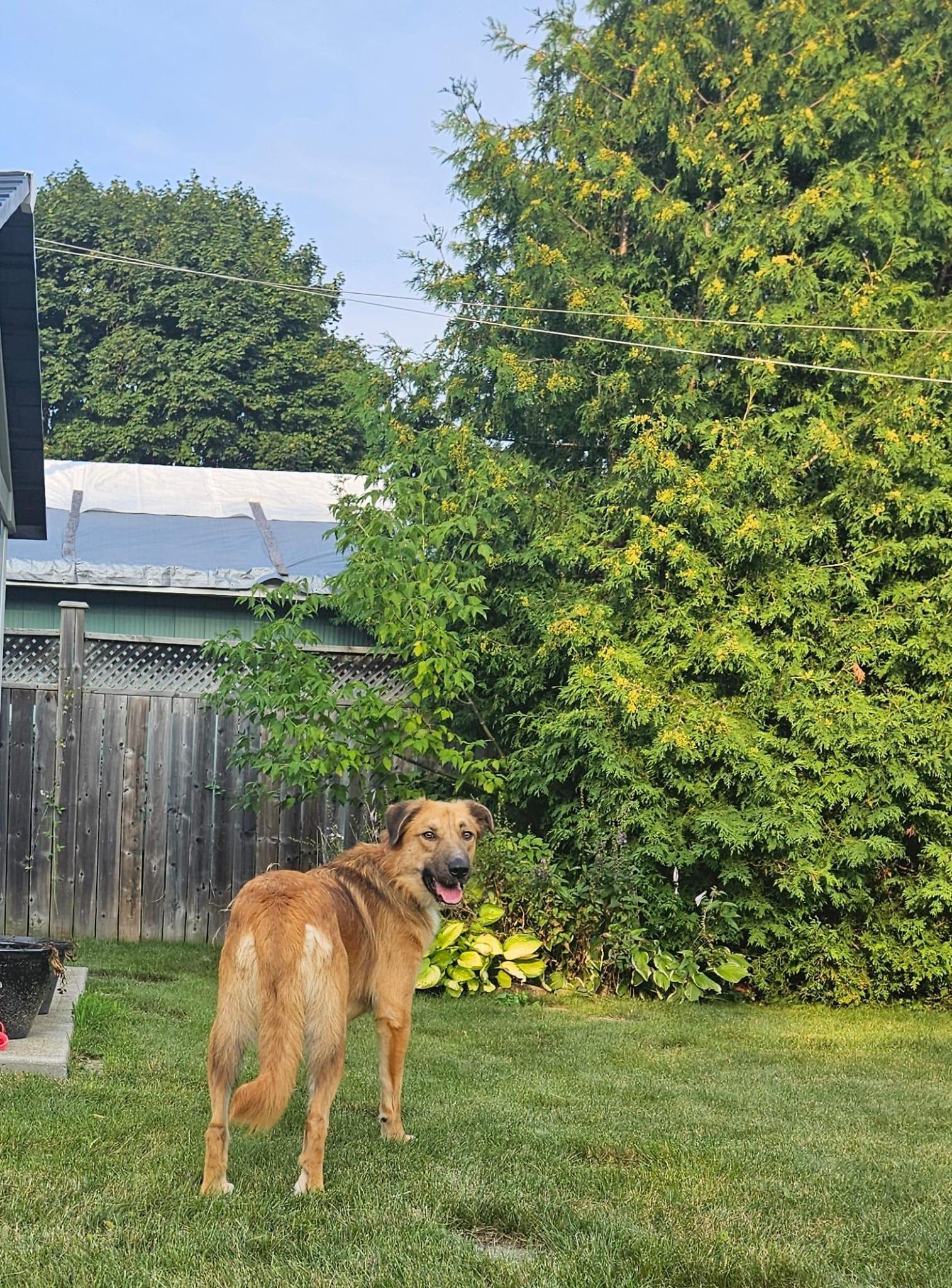 Maddox, an adoptable German Shepherd Dog, Labrador Retriever in Aurora, ON, L4G 1M9 | Photo Image 5