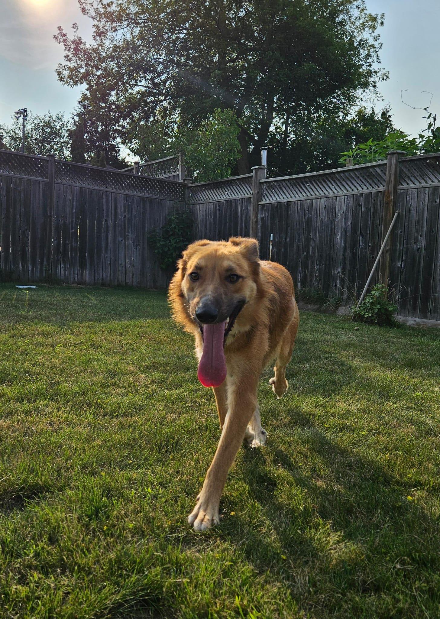 Enlarge Maddox, a Adoptable mixed breed in Aurora, ON image 6/6