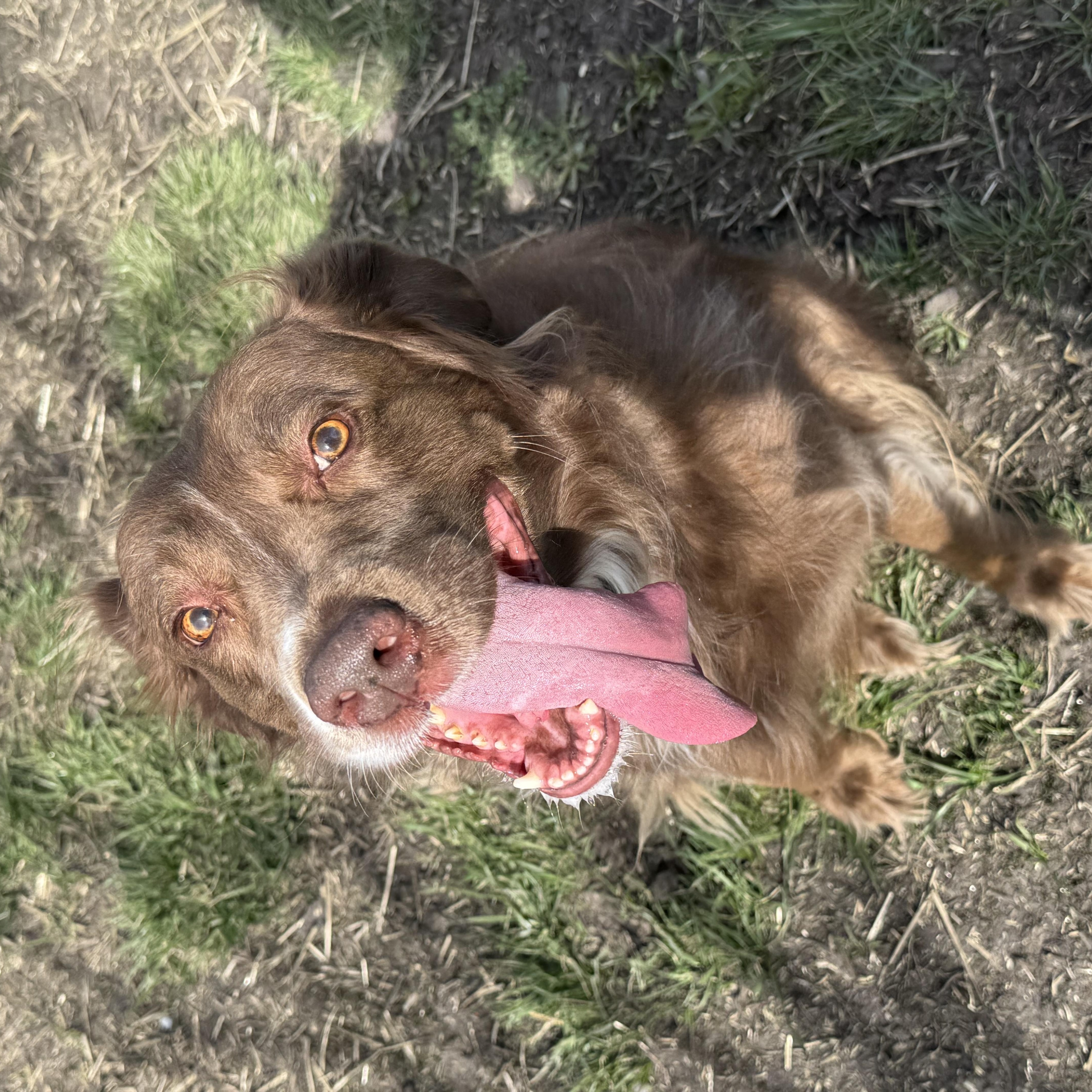 Maggie, ADOPTABLE, Adult Female Irish Setter & Australian Shepherd.