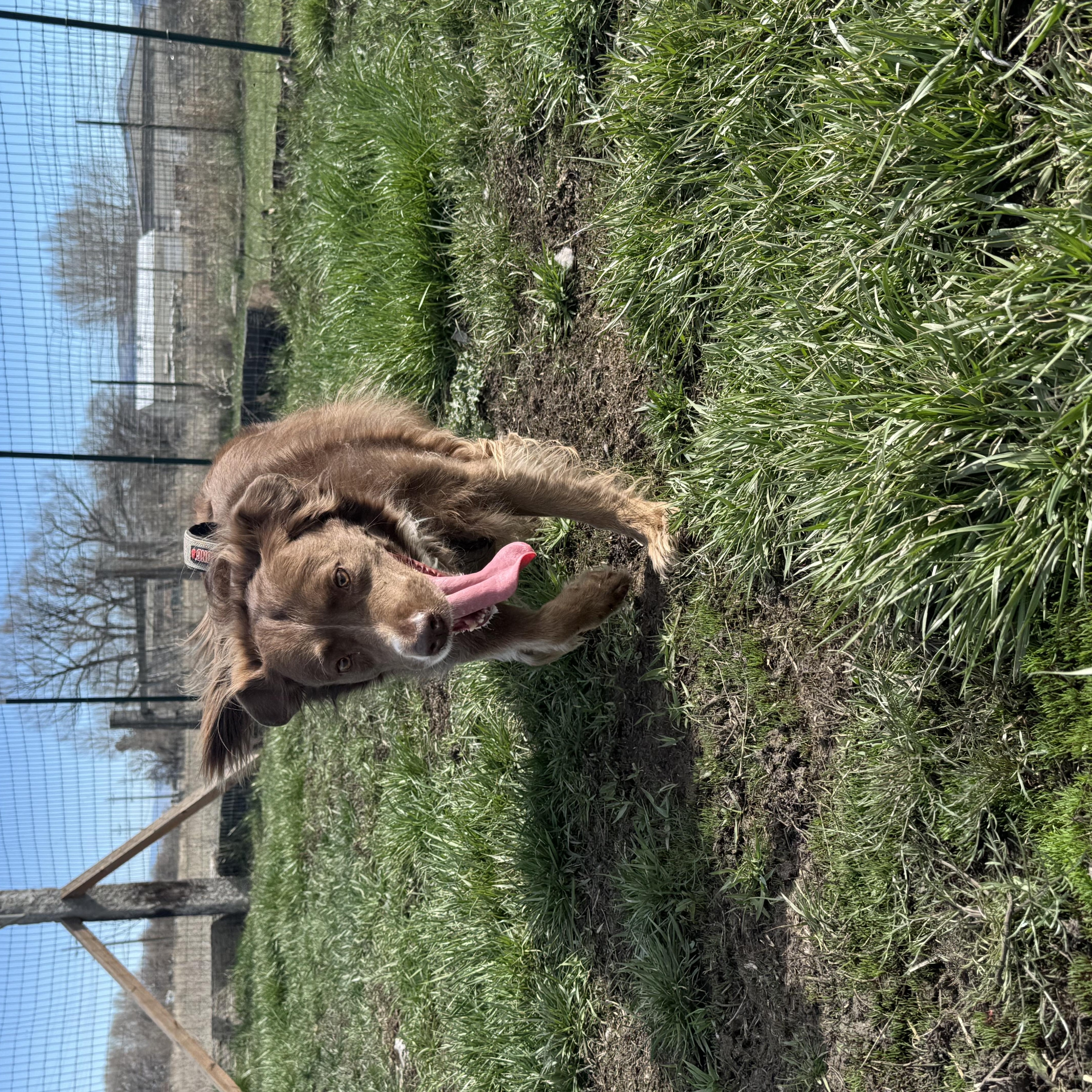 Enlarge Maggie, an adopted mixed breed in La Grande, OR image 3/3