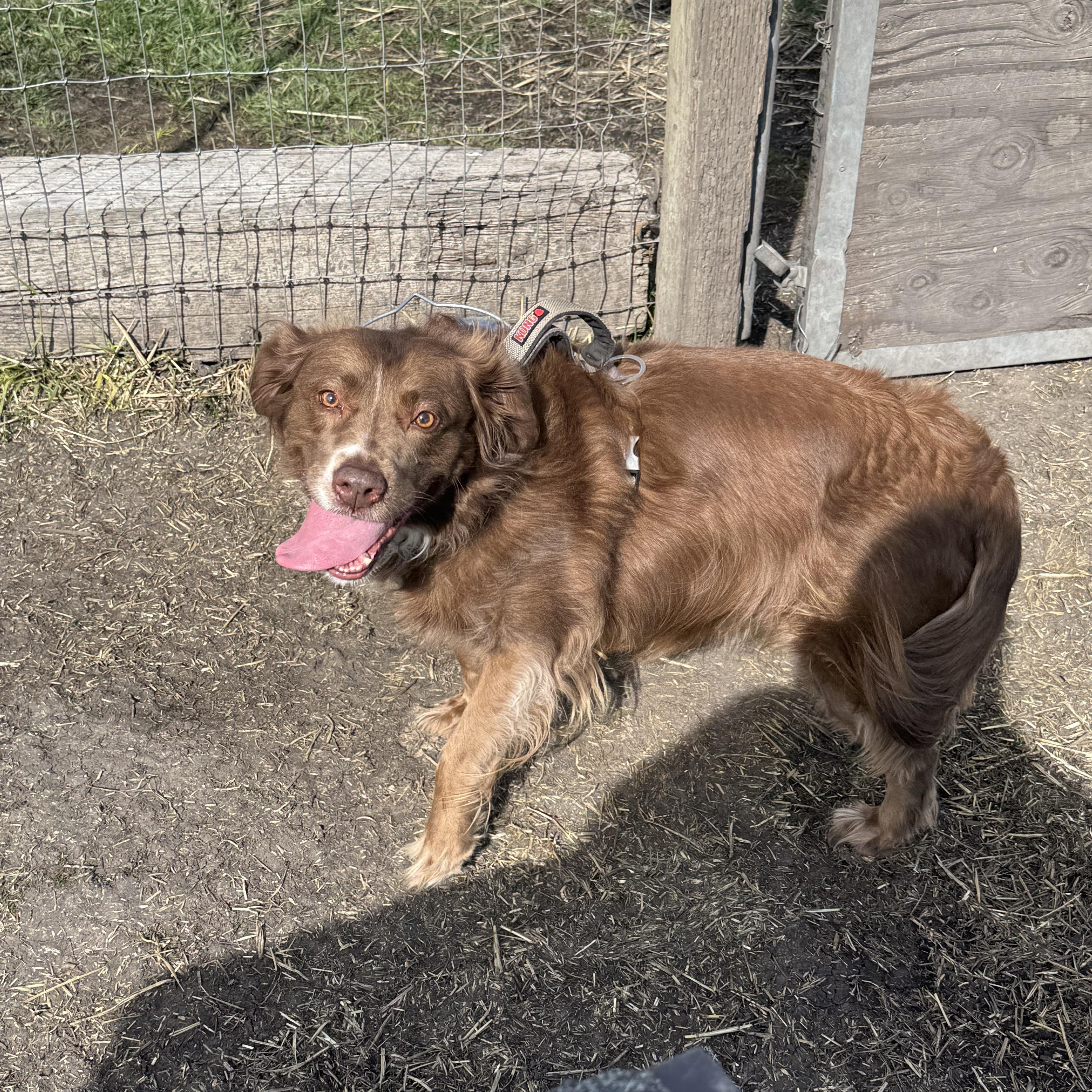 Enlarge Maggie, an adopted mixed breed in La Grande, OR image 2/3