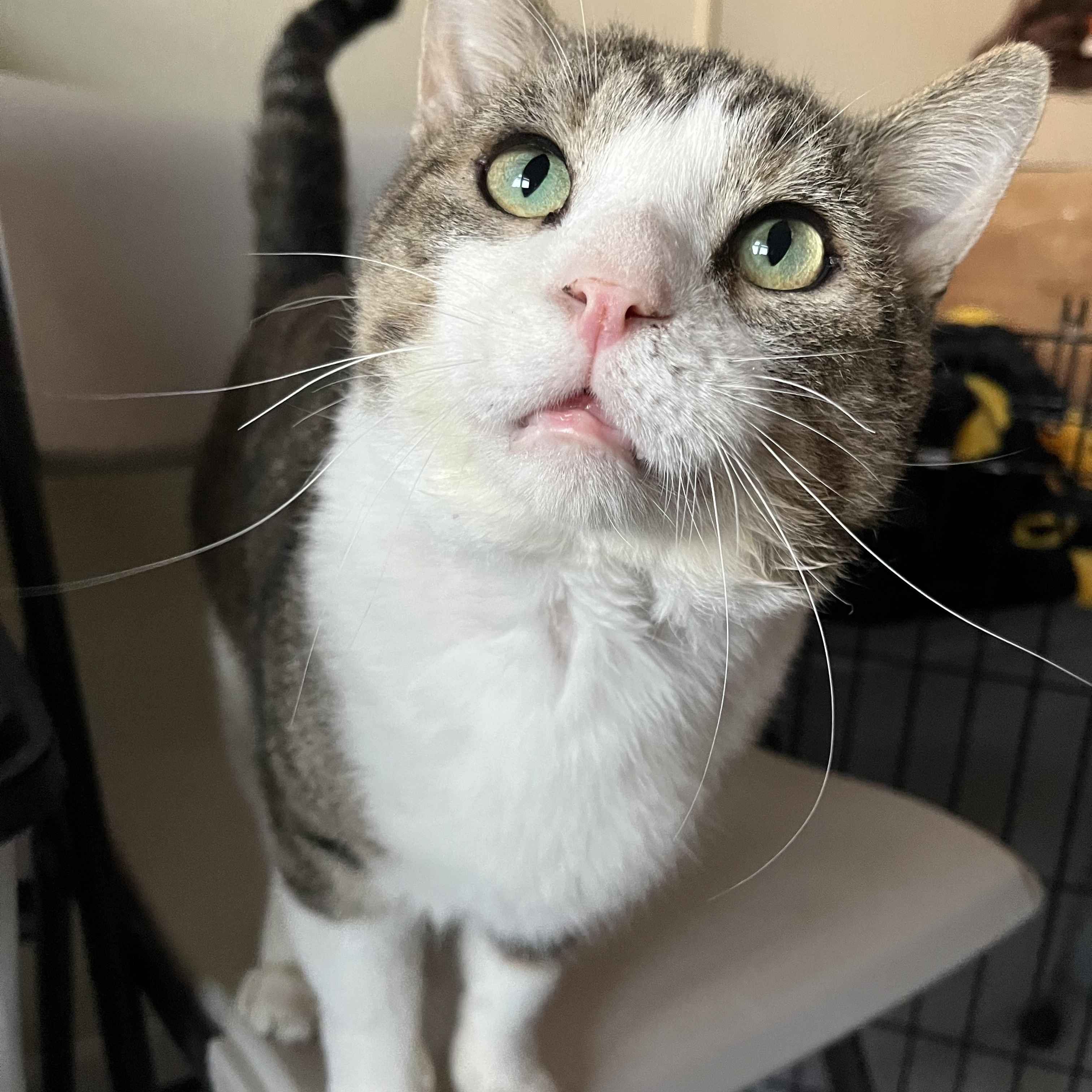 Logan, a Adoptable Domestic Short Hair in Moline, IL image 1/6