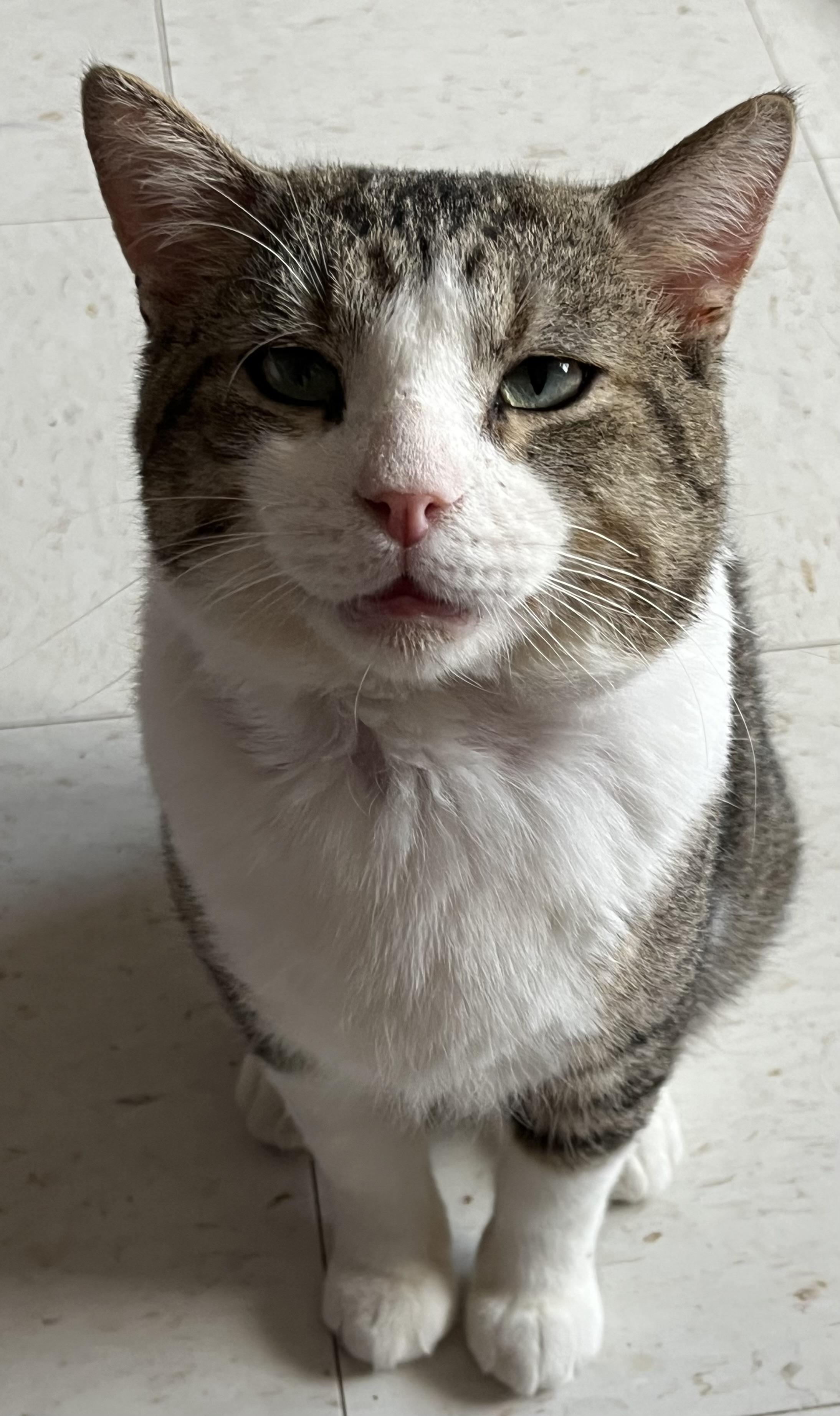 Logan, a Adoptable Domestic Short Hair in Moline, IL image 3/6