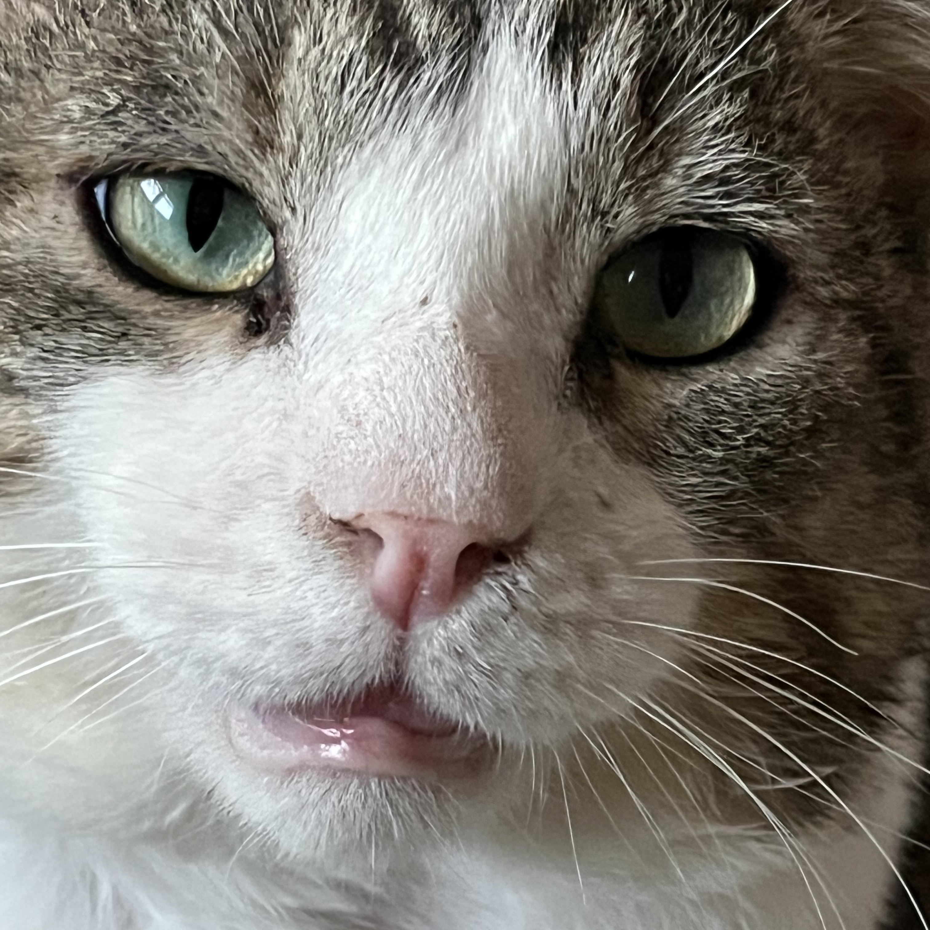 Logan, a Adoptable Domestic Short Hair in Moline, IL image 4/6