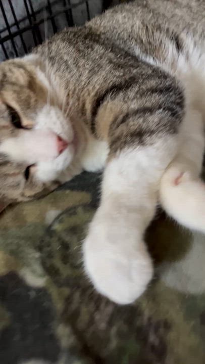 Enlarge Logan, a Adoptable Domestic Short Hair in Moline, IL video 2/6