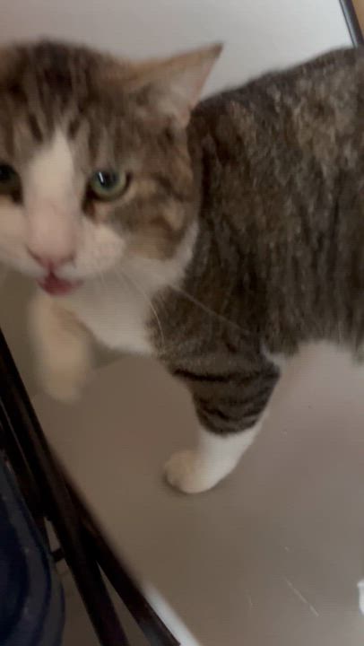 Enlarge Logan, a Adoptable Domestic Short Hair in Moline, IL video 6/6