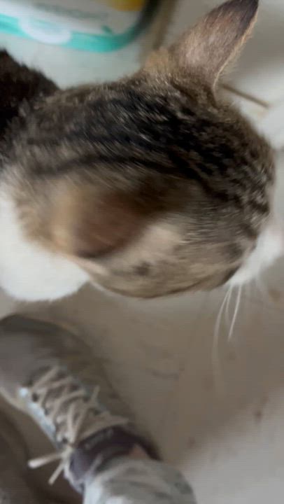 Enlarge Logan, a Adoptable Domestic Short Hair in Moline, IL video 5/6