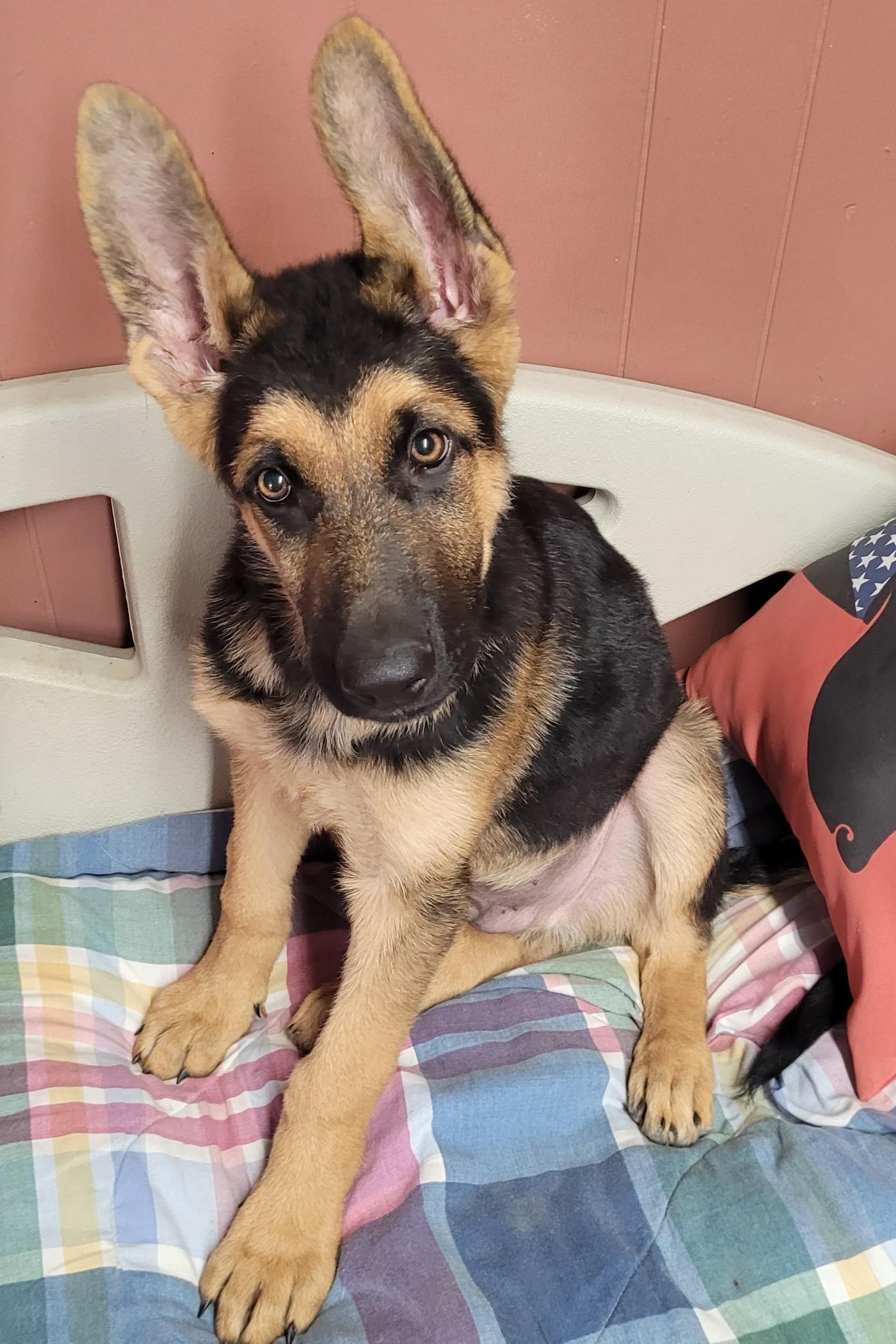 HANDSOME RADAR, Adopted, Puppy Male German Shepherd Dog.