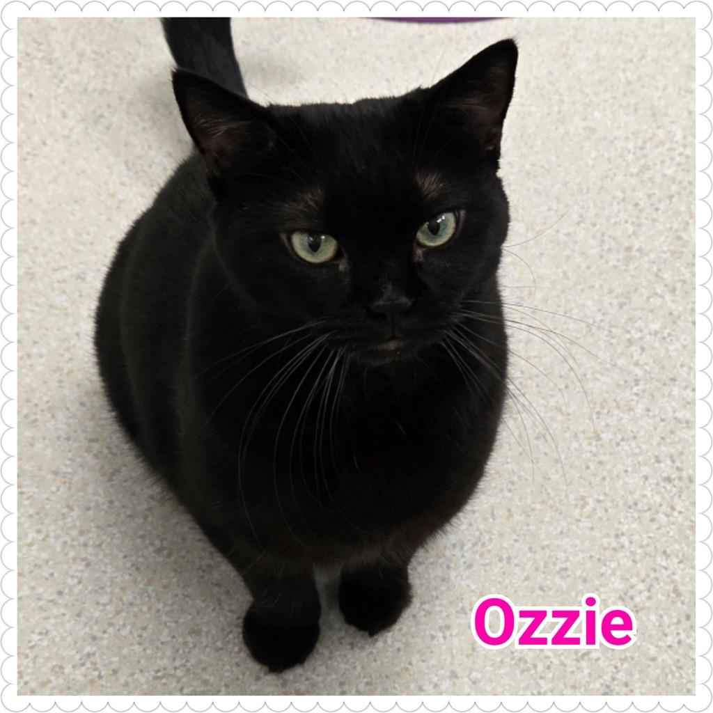 Enlarge Ozzie, a Adopted mixed breed in North Saint Paul, MN image 1/6