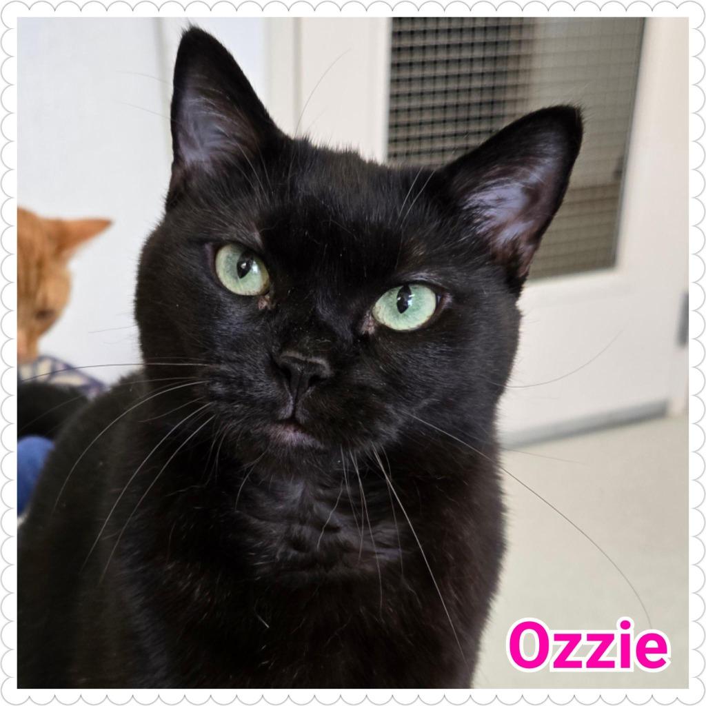 Enlarge Ozzie, a Adopted mixed breed in North Saint Paul, MN image 2/6