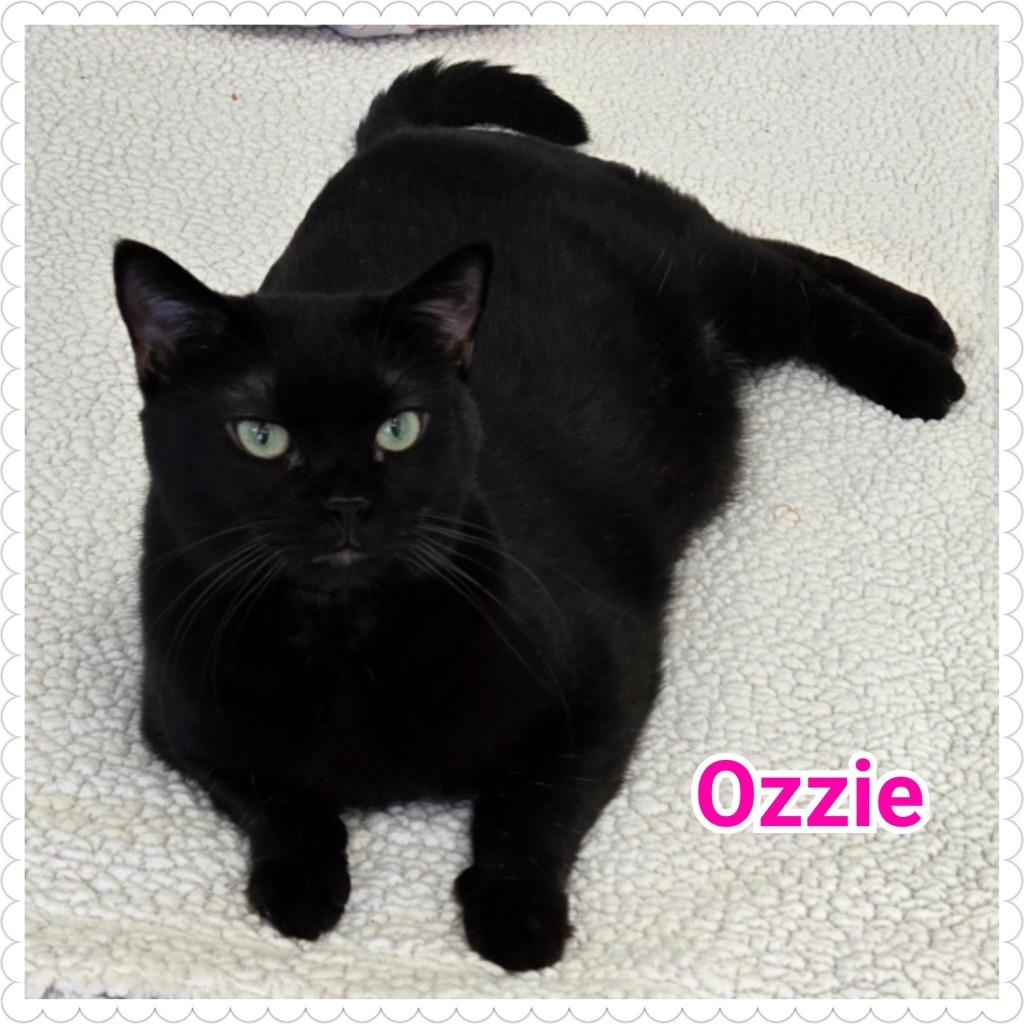 Enlarge Ozzie, a Adopted mixed breed in North Saint Paul, MN image 3/6