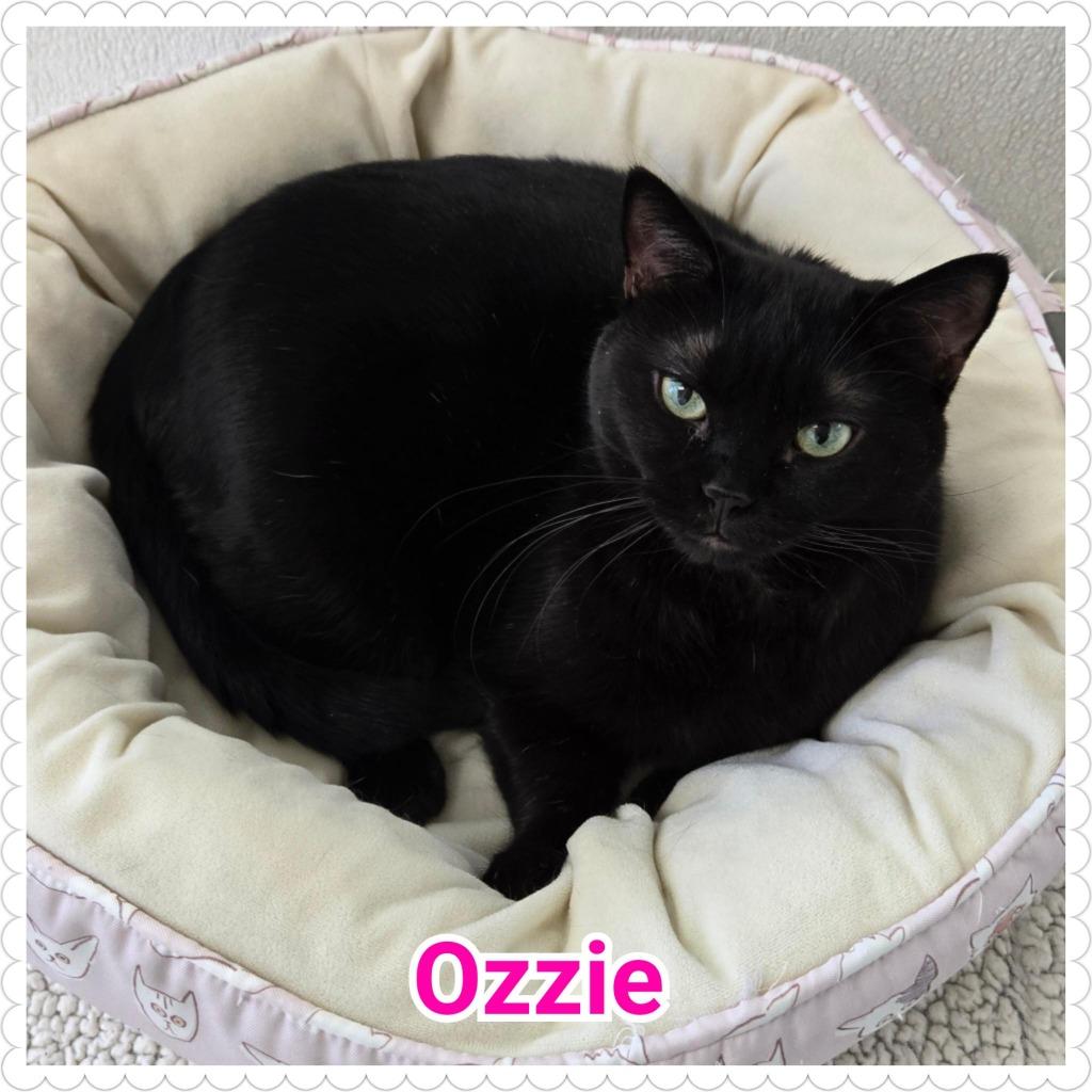 Enlarge Ozzie, a Adopted mixed breed in North Saint Paul, MN image 4/6