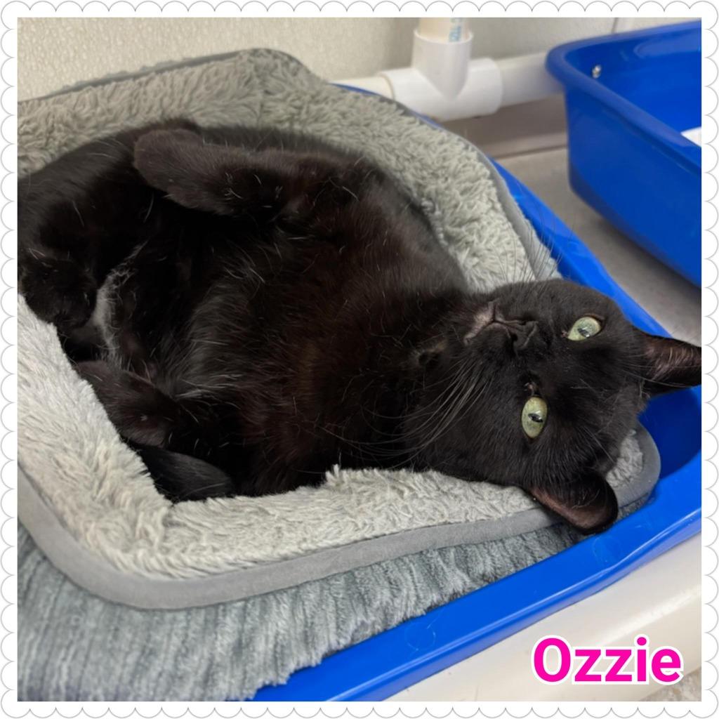 Enlarge Ozzie, a Adopted mixed breed in North Saint Paul, MN image 6/6