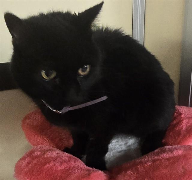 Enlarge IZZY, a Adoptable Domestic Short Hair in Lancaster, CA image 1/1