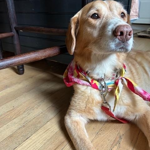 Enlarge Goldie, a ADOPTABLE mixed breed in Oswego, IL image 3/5