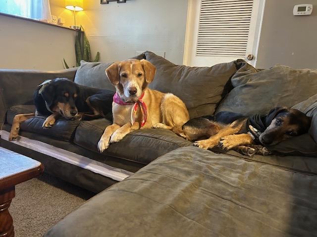 Enlarge Goldie, a ADOPTABLE mixed breed in Oswego, IL image 5/5