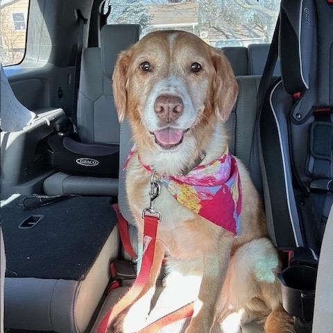 Goldie, ADOPTABLE, Senior Female Golden Retriever.