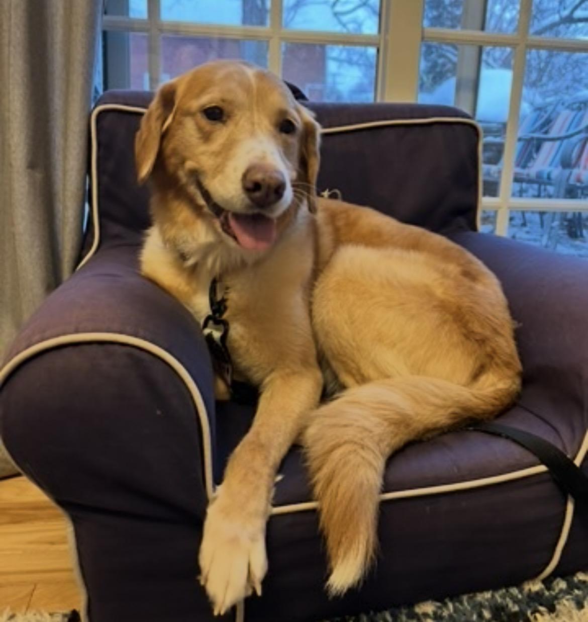 Enlarge Goldie, a ADOPTABLE mixed breed in Oswego, IL image 2/5